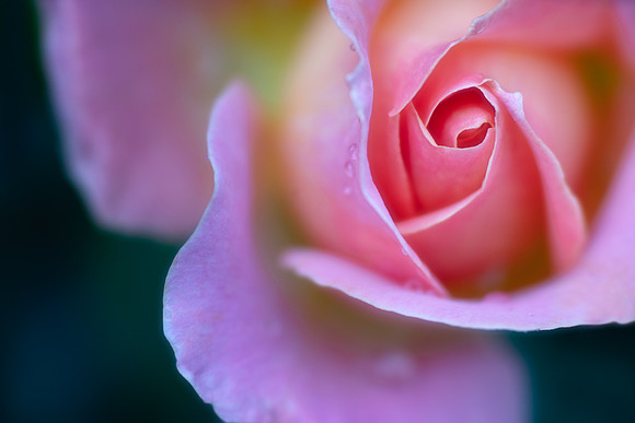 Curves of the Rose