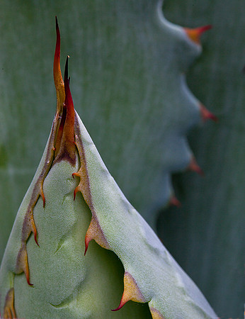 Artichoke Agave