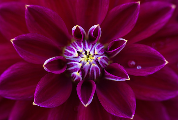 Dahlia