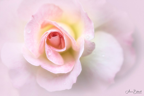 Layers of Pink