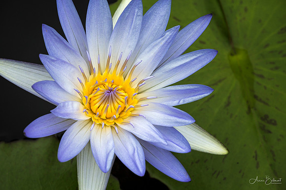 Waterlily