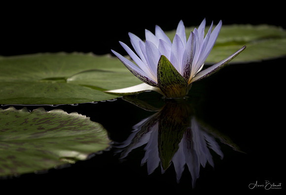 Waterlily Reflection