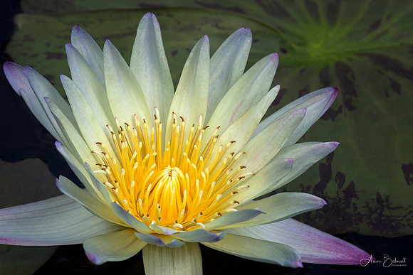 Waterlily