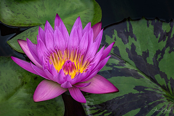 Waterlily