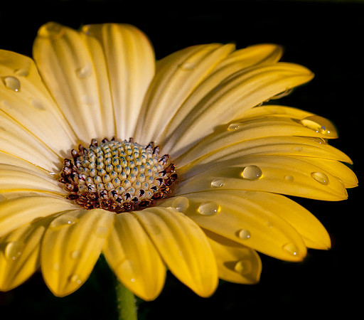 Freshly Watered Daisy