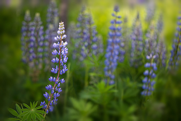 Lupines of Acadia