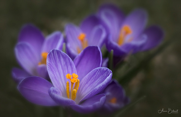 'Remembrance' Dutch Crocuses on Evening Island