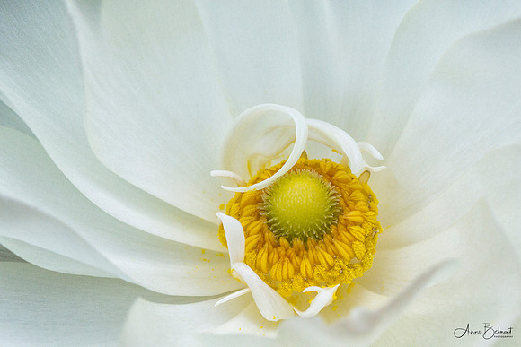 Persian Buttercup with Curl