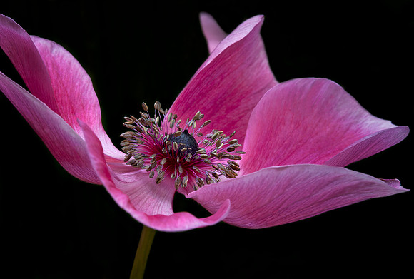 Dancing Anemone