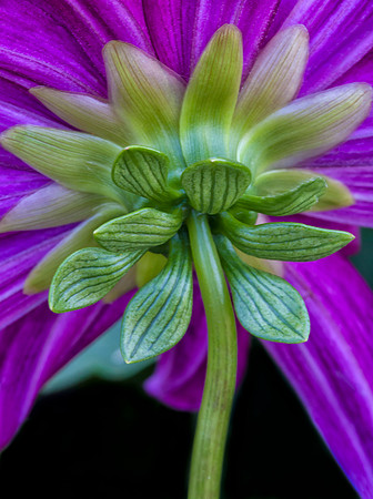 Behind the Dahlia