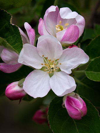 Apple Blossom