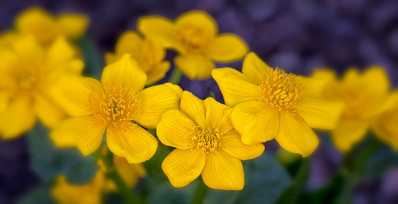 Marsh Marigolds