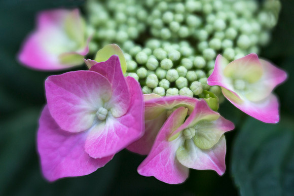 Hydrangea