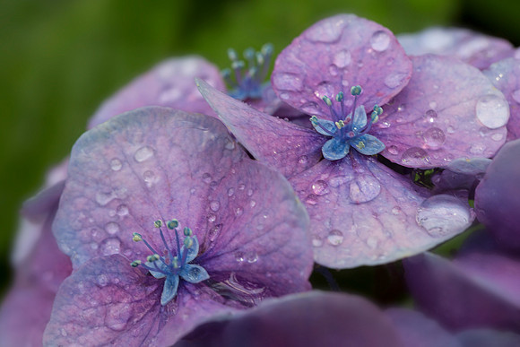 Hydrangea After Watering