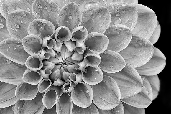 Dahlia Patterns