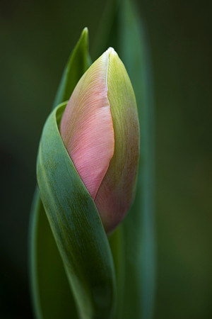 Embrace