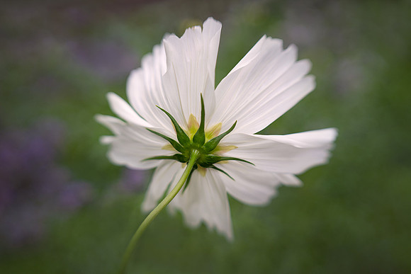 Cosmos in Dance