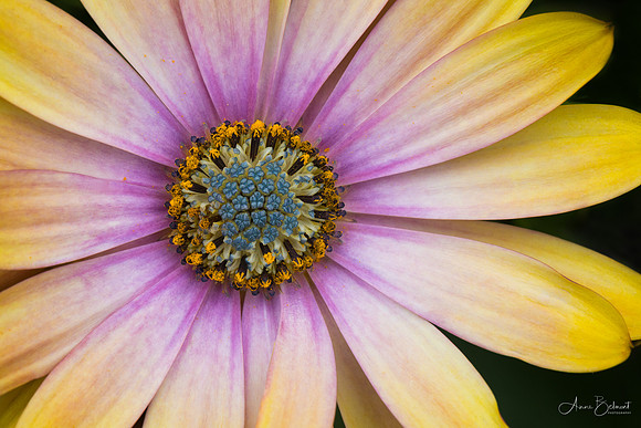 African Daisy