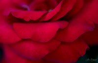Like Velvet