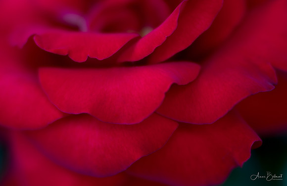 Like Velvet