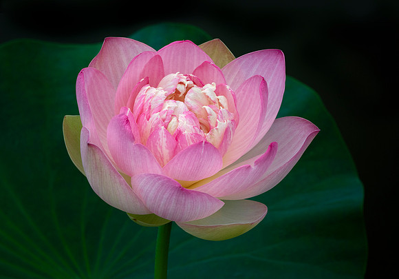 Lotus 'Spring Bird'