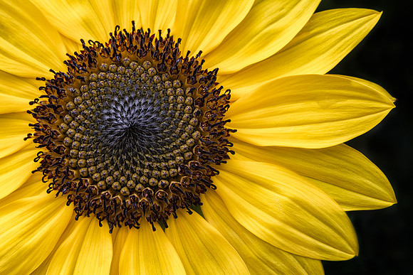 Sunny Sunflower