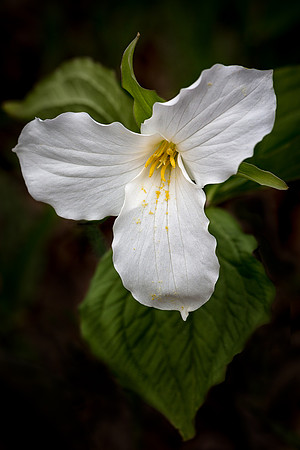 Trillium