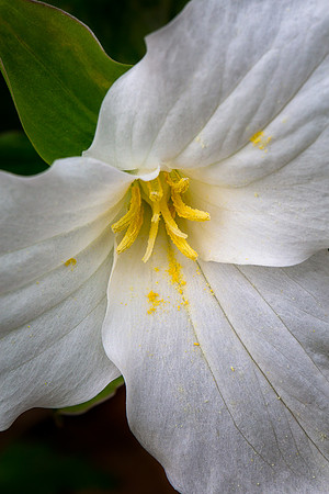 Trillium