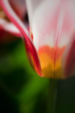 Tulip
