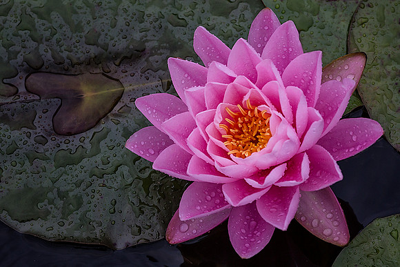 Waterlily in the Rain