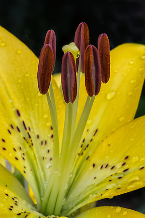 Tiger Lily