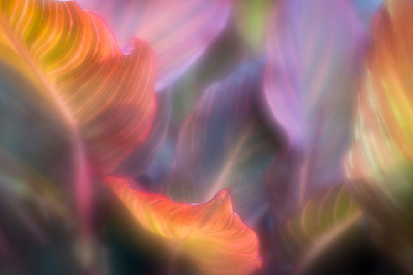 Canna Lily Leaves