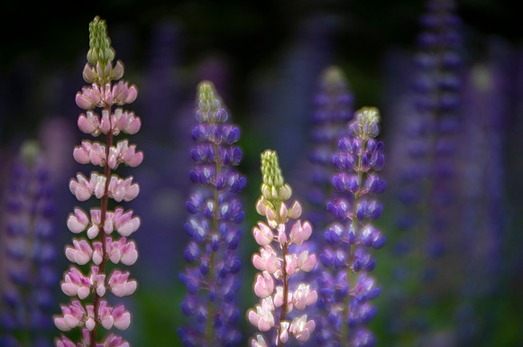 Lupines of Madeline Island