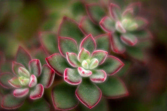 Red Velvet Echeveria