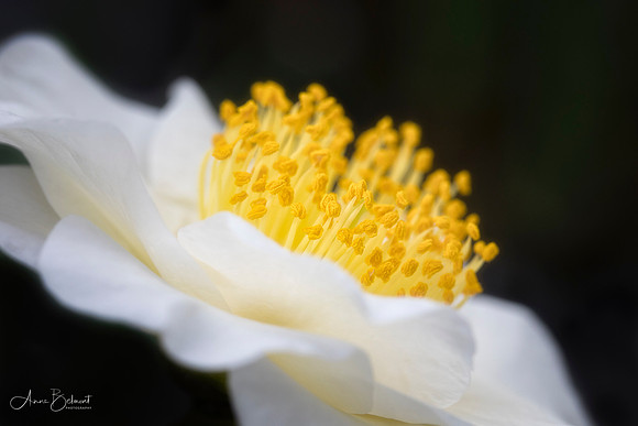 Camellia