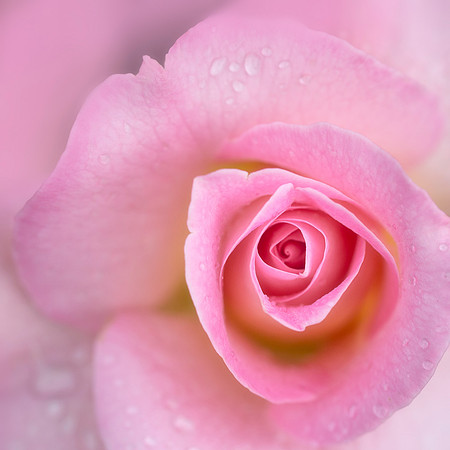 Pink Beauty