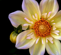 'Apple Blossom' Dahlia