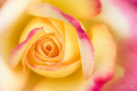 Rosa 'Love and Peace'