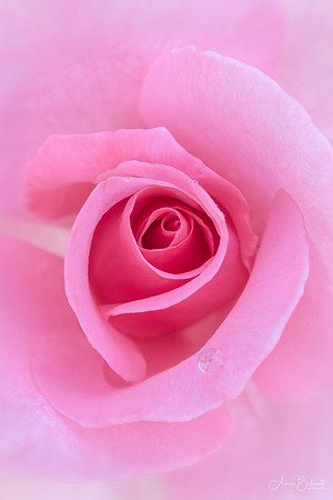 Rose with Raindrop