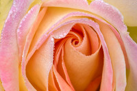 Rose with Morning Dew