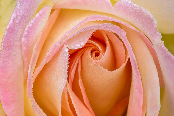 Rose with Morning Dew