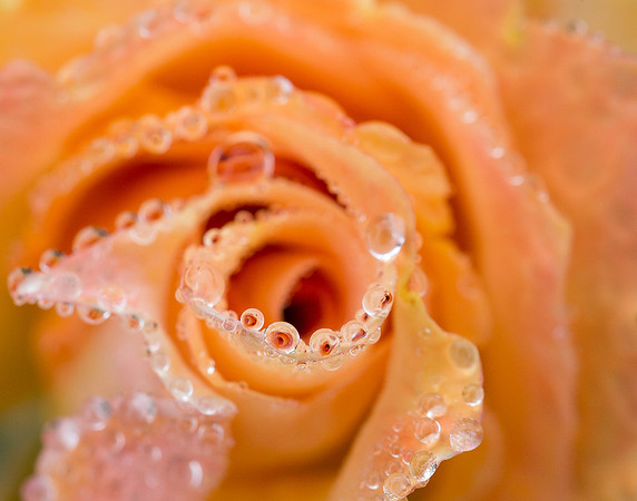 Early Morning Rose