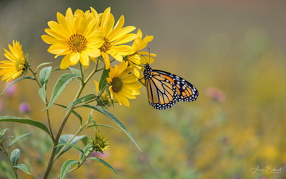 Monarch on the Prairie