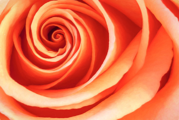 Rose in Orange