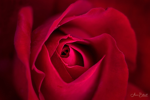 Roses are Red
