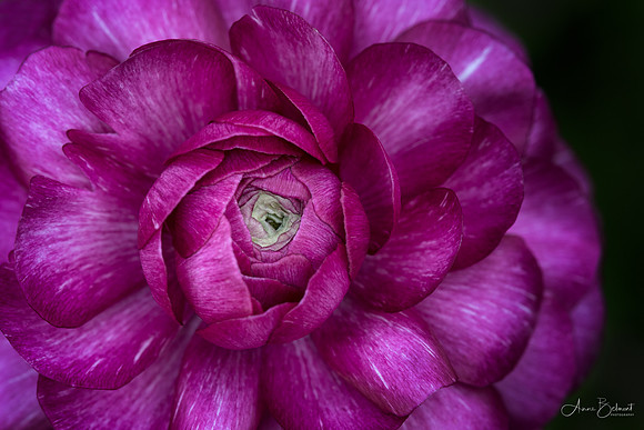 Persian Buttercup