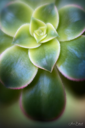 Succulent