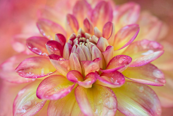 Freshly Watered Dahlia