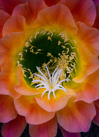 Echinopsis 'Apricot Glow'