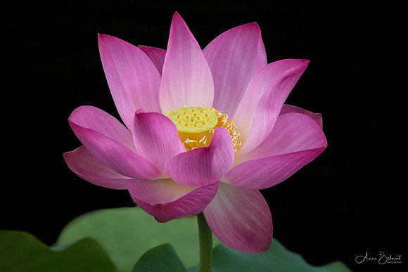 'Red Russian' Lotus